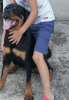 Photo №4. I will sell rottweiler in the city of Belgrade.  - price - negotiated