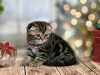 Photo №2 to announcement № 100501 for the sale of scottish fold - buy in United States private announcement