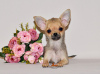 Additional photos: Lovely sable baby. Chihuahua boy.