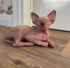 Photo №1. sphynx cat - for sale in the city of Palm Springs | 250$ | Announcement № 89624