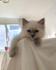 Photo №4. I will sell ragdoll in the city of New York. private announcement - price - 400$