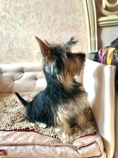 Additional photos: Australian Silky Terrier (Silky). Puppies