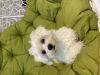 Photo №1. maltese dog - for sale in the city of Бердянск | 300$ | Announcement № 51702