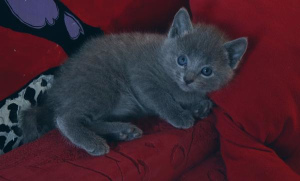 Photo №2 to announcement № 1108 for the sale of russian blue - buy in Russian Federation private announcement, breeder