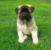 Additional photos: American Akita, puppies