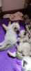 Photo №1. ragdoll - for sale in the city of Wiesbaden | 370$ | Announcement № 56824