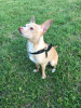 Photo №3. The boy toy terrier is looking for a girl ( mating ) in Germany. Announcement № 19837