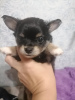 Photo №2 to announcement № 12734 for the sale of chihuahua - buy in Russian Federation private announcement, from nursery, breeder