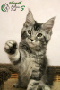 Photo №1. maine coon - for sale in the city of St. Petersburg | 745$ | Announcement № 7513