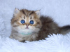 Photo №2 to announcement № 114874 for the sale of persian cat - buy in United States private announcement