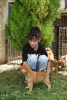 Photo №2 to announcement № 58788 for the sale of shiba inu - buy in Serbia private announcement