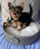 Photo №1. yorkshire terrier - for sale in the city of Montreal | 500$ | Announcement № 103602