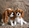 Photo №1. cavalier king charles spaniel - for sale in the city of Helsinki | 370$ | Announcement № 117312