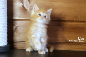 Photo №3. Maine Coon kitten red marble boy. Belarus