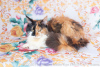 Photo №1. maine coon - for sale in the city of Ryazan | 240$ | Announcement № 7068
