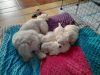 Photo №1. maltese dog - for sale in the city of Los Angeles | 400$ | Announcement № 90293