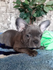 Photo №4. I will sell french bulldog in the city of Warsaw. private announcement - price - 1500$