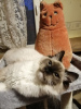 Photo №2 to announcement № 46376 for the sale of ragdoll - buy in Russian Federation breeder