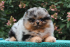 Photo №4. I will sell non-pedigree dogs in the city of Ларошетт. breeder - price - 634$