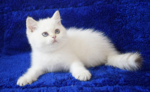 Photo №1. british shorthair - for sale in the city of New York | 800$ | Announcement № 3467