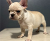 Photo №2 to announcement № 50399 for the sale of french bulldog - buy in Australia private announcement