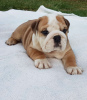 Photo №1. english bulldog - for sale in the city of Prague | 312$ | Announcement № 32667