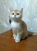 Photo №1. british shorthair - for sale in the city of New York | 2500$ | Announcement № 74674