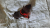 Photo №4. I will sell english toy terrier, russkiy toy in the city of Jelenia Góra. private announcement - price - negotiated