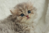 Photo №2 to announcement № 51383 for the sale of british longhair - buy in Ukraine from nursery