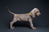 Photo №2 to announcement № 111801 for the sale of weimaraner - buy in Russian Federation from nursery, breeder