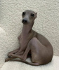 Photo №4. I will sell greyhound in the city of Warsaw. private announcement - price - 1426$