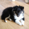 Photo №2 to announcement № 11136 for the sale of shetland sheepdog - buy in Germany private announcement