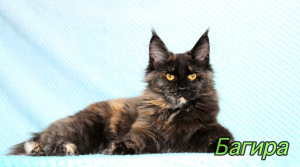 Photo №3. Maine Coon Bagheera. Russian Federation