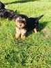 Photo №1. yorkshire terrier - for sale in the city of Bucharest | 317$ | Announcement № 70073