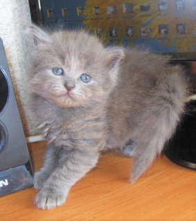 Photo №2 to announcement № 2170 for the sale of siberian cat - buy in Russian Federation 