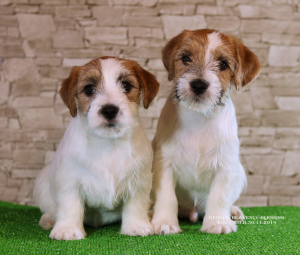 Photo №3. Luxurious Jack Russell Terrier Puppies. Ukraine