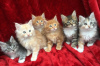 Photo №1. maine coon - for sale in the city of Brussels | 296$ | Announcement № 97047