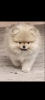 Photo №2 to announcement № 65250 for the sale of pomeranian - buy in Greece from nursery