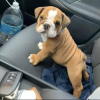 Photo №1. english bulldog - for sale in the city of Manzini | negotiated | Announcement № 42809