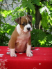 Photo №3. American Staffordshire Terrier, puppies. Serbia