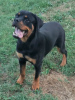 Photo №2 to announcement № 111693 for the sale of rottweiler - buy in Serbia 