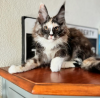 Photo №4. I will sell maine coon in the city of Pontresina. private announcement - price - 423$