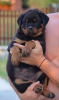 Additional photos: rottweiler