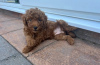 Photo №3. Gorgeous Miniature Goldendoodle Puppy - Girl . United States