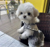 Photo №4. I will sell maltese dog in the city of Paderborn. breeder - price - 528$