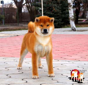 Photo №1. shiba inu - for sale in the city of Moscow | 1662$ | Announcement № 1688