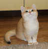 Photo №2 to announcement № 77686 for the sale of british shorthair - buy in United States breeder