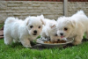 Photo №1. maltese dog - for sale in the city of Berlin | negotiated | Announcement № 115855