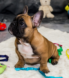 Photo №4. I will sell french bulldog in the city of Konotop. from nursery - price - negotiated