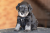 Photo №1. schnauzer - for sale in the city of Riga | negotiated | Announcement № 51591